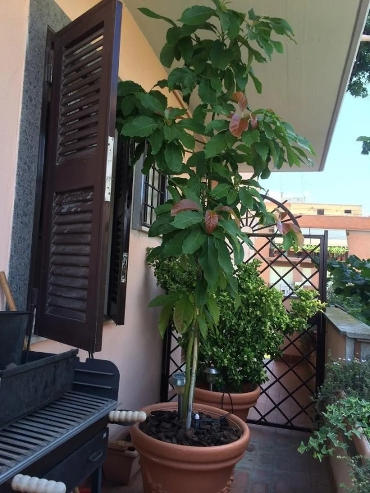 Avocado in vaso