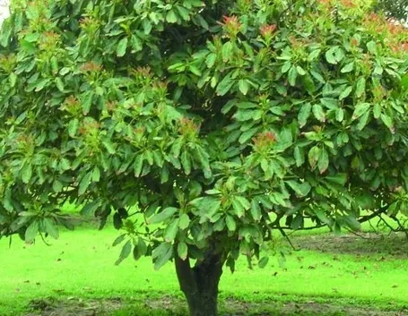 Albero di avocado.