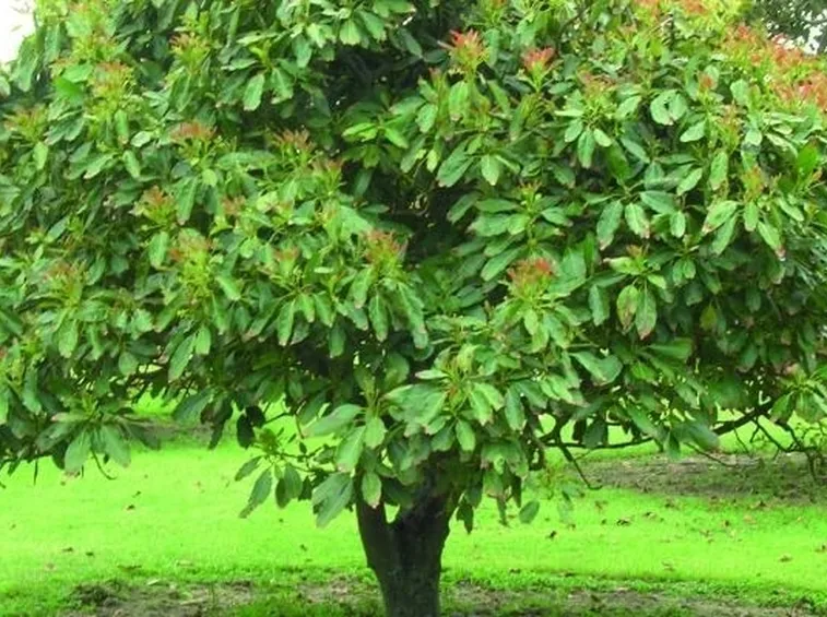 Albero di avocado.