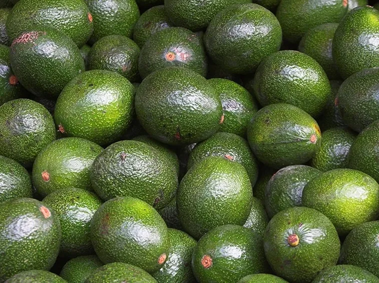 Frutti di avocado.