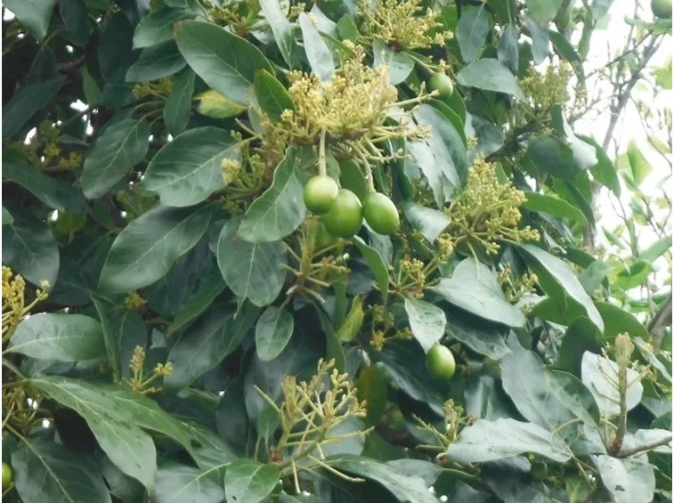 Pianto di avocado con frutti.