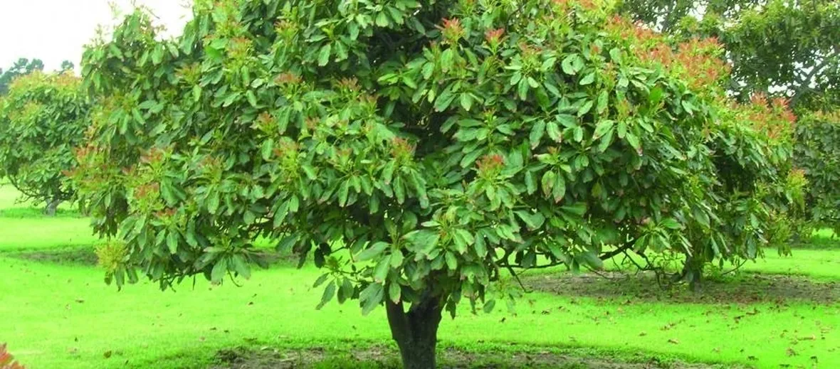 Albero di avocado.