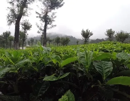 Banano montagna