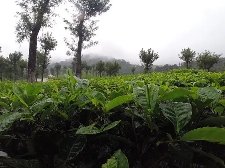 Banano montagna