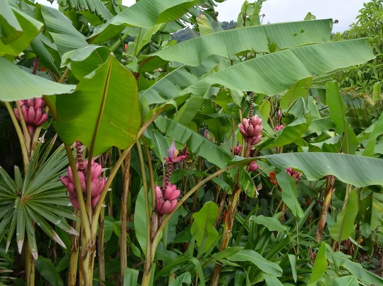 Piante banani