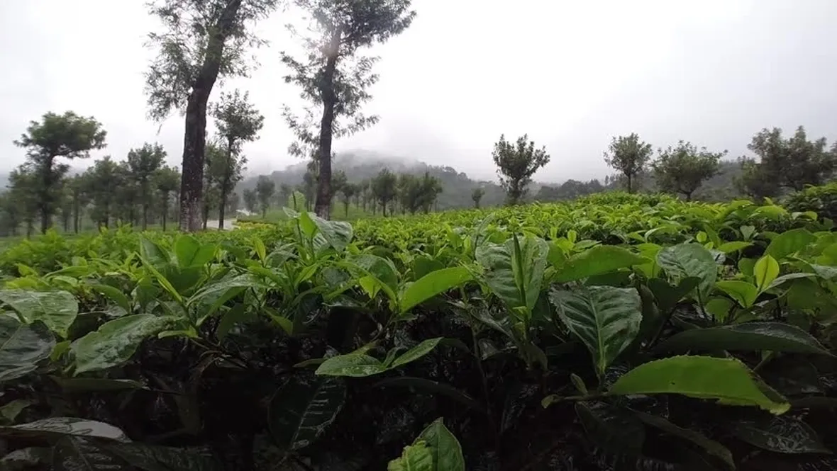 Banano montagna