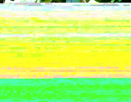 Banano fruttificazione