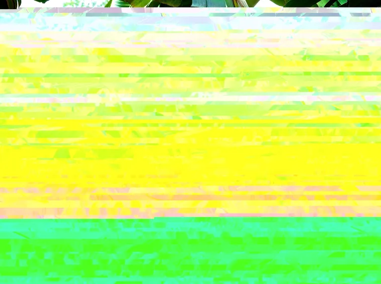 Banano fruttificazione