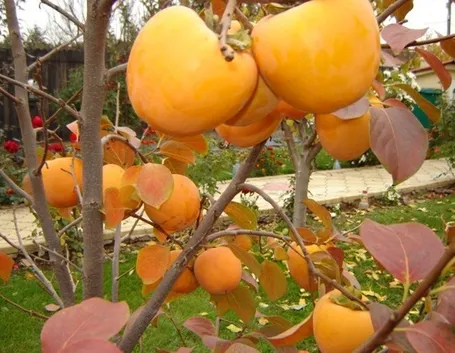 albero di caco vaniglia