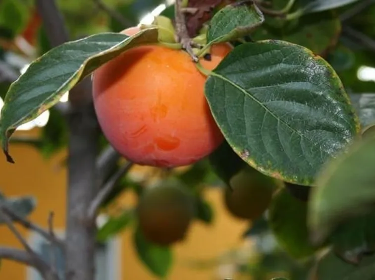 legno caco vaniglia