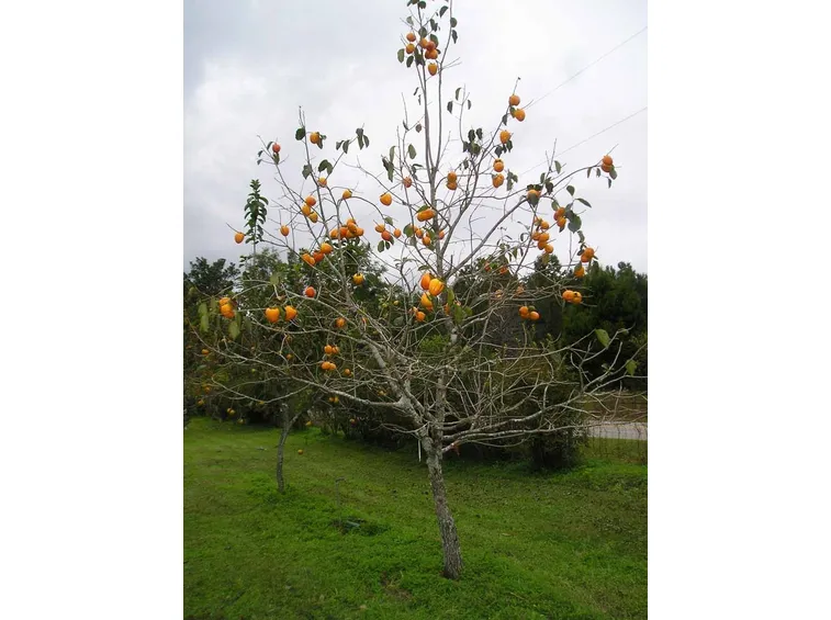 Albero cacomelo