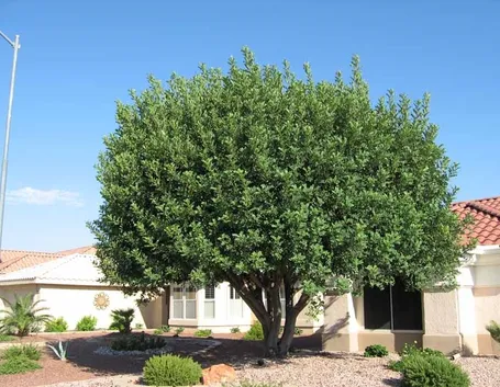 Albero carrubo