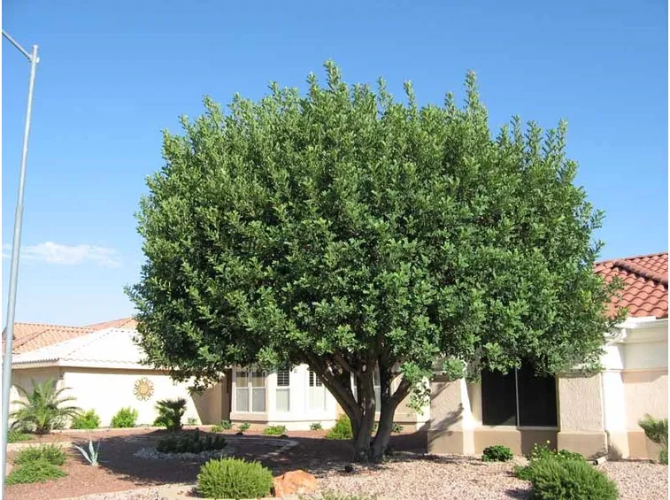 Albero carrubo