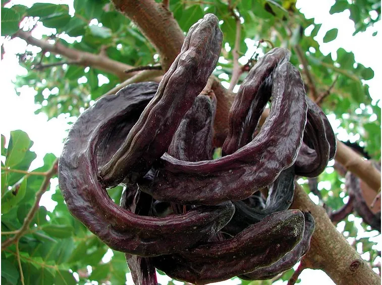 Frutti carrubo
