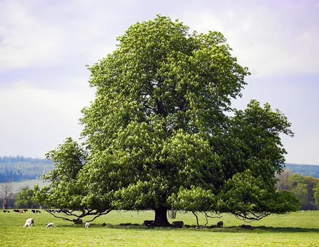 Albero castagno
