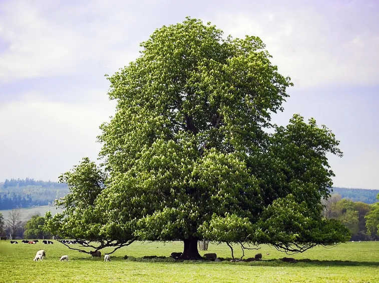 Albero castagno