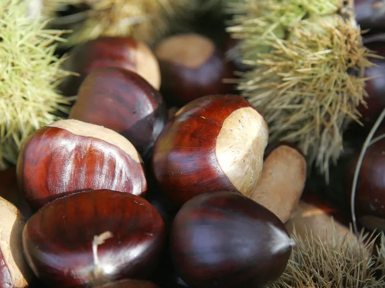 Castagne albero