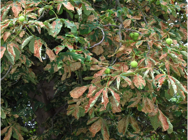 Albero castagno