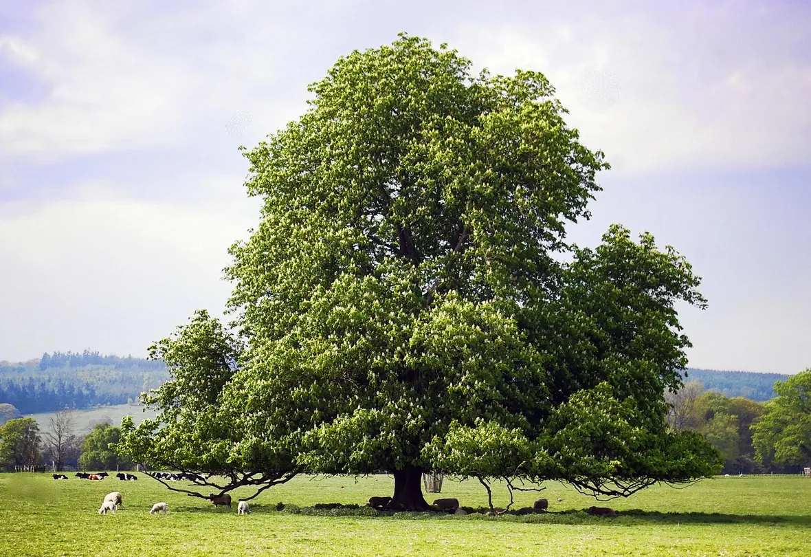 Albero castagno