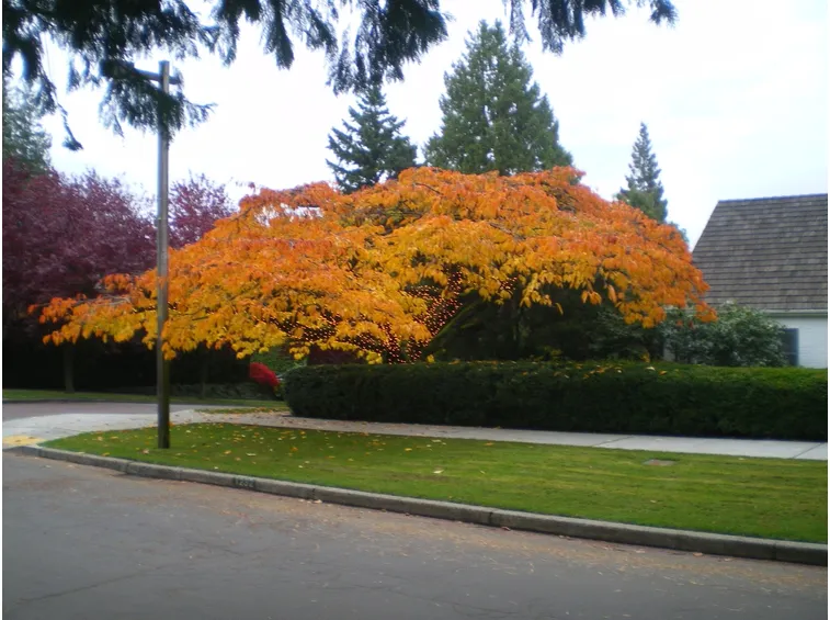 Ciliegio autunnale