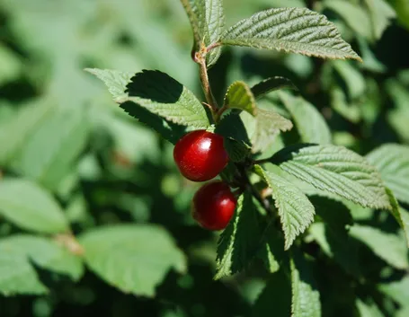 Ciliegio selvatico