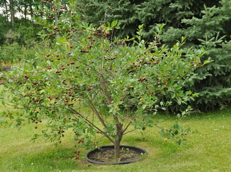 Albero ciliegie