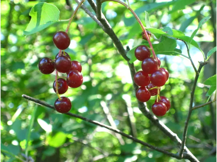 Il Ciliegio selvatico con i frutti