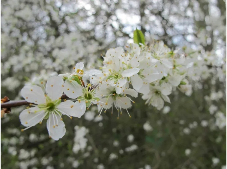 Piante frutto