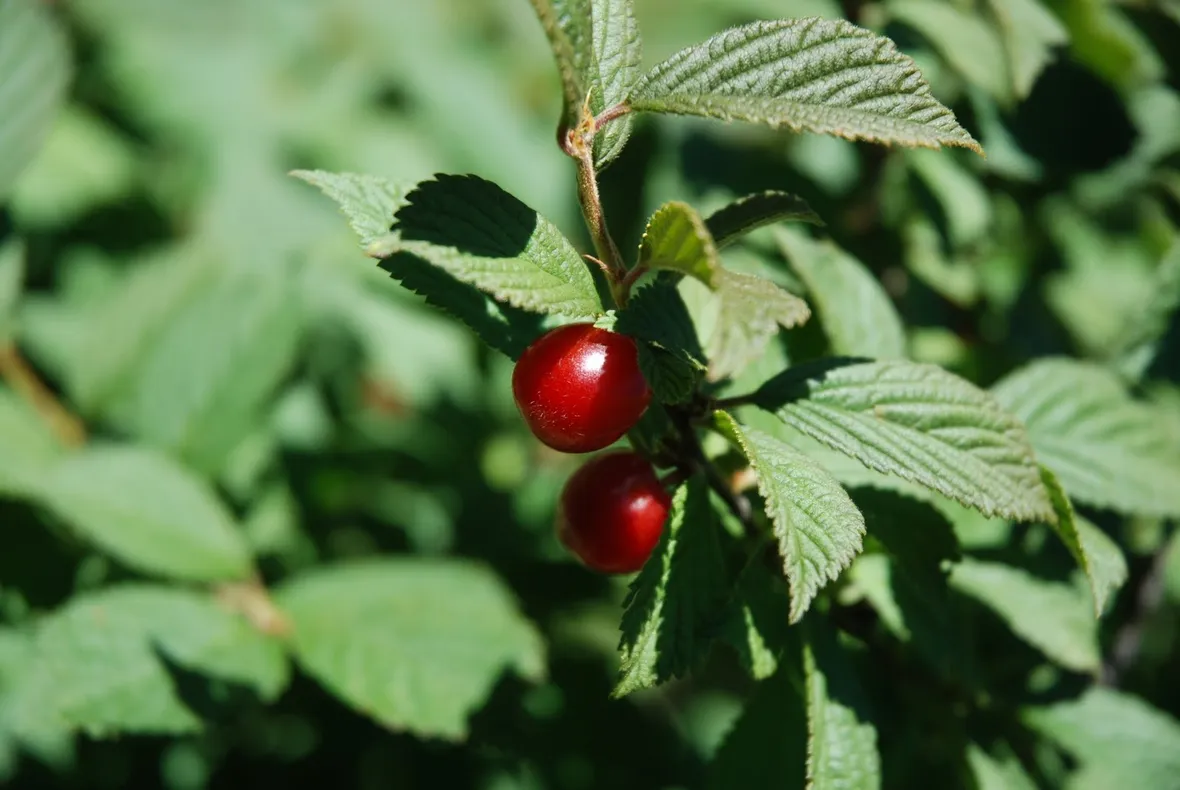 Ciliegio selvatico