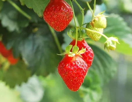 Coltivazione di fragole nel Regno Unito