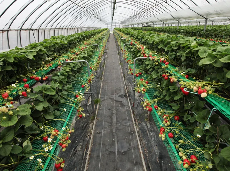 Fragole coltivate fuori suolo in una serra in Giappone