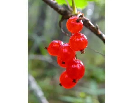 Ribes
