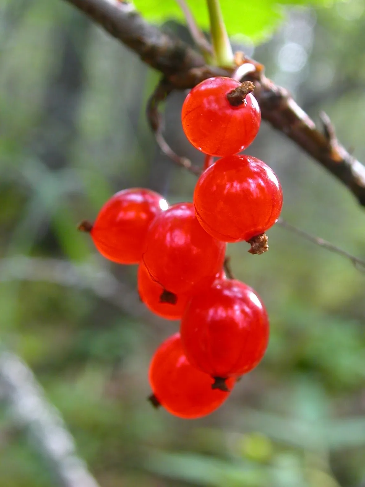 Ribes