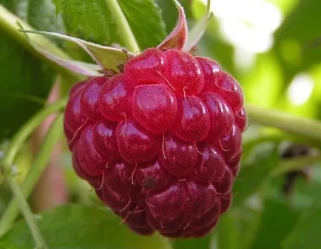 Coltivare lamponi