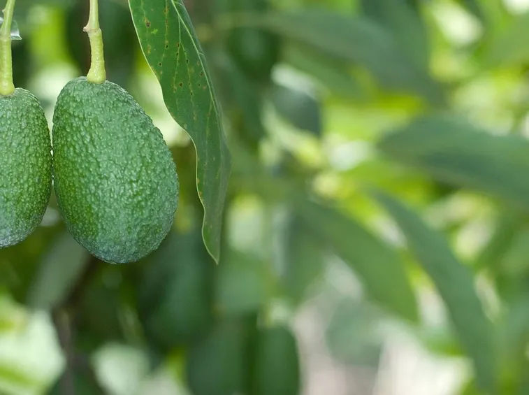 Avocado