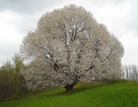 Albero di ciliegio fiorito