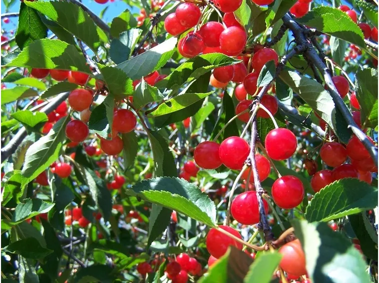 Un ramo di ciliegio con frutti