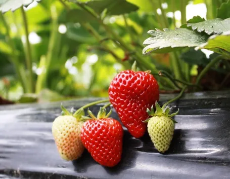 Una pianta di fragole