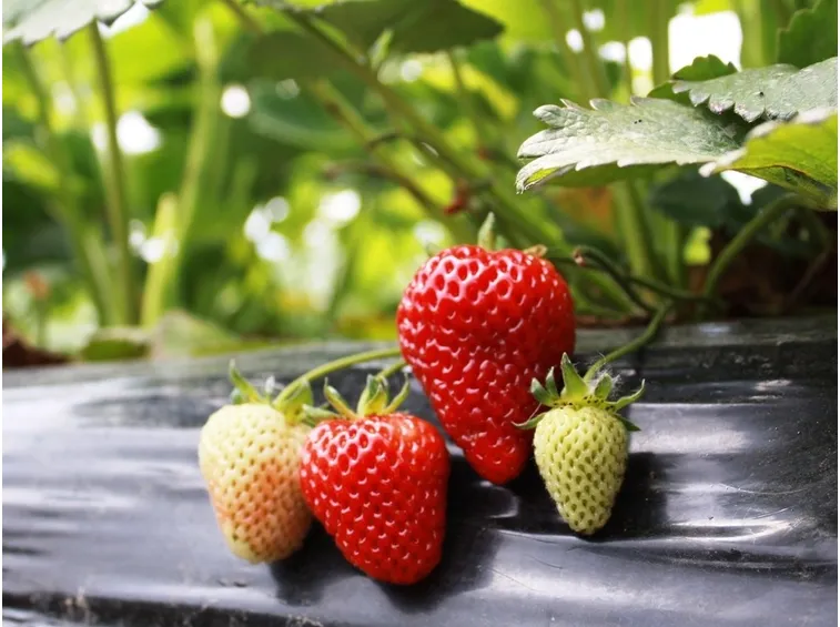 Una pianta di fragole