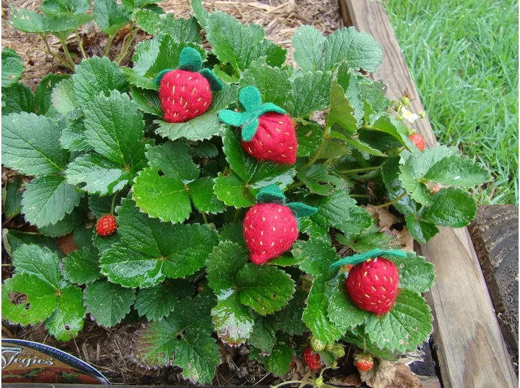 Alcune fragole