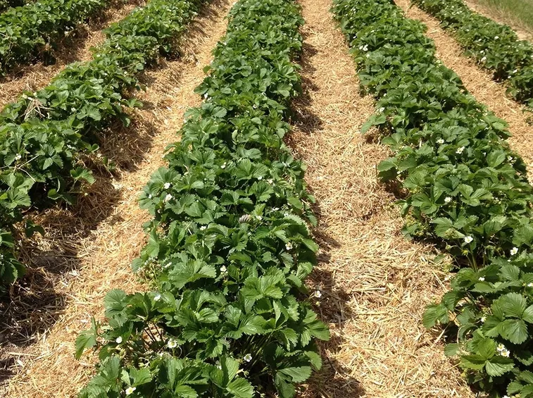 Piante di fragola
