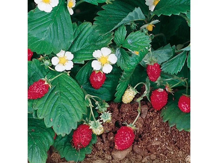 Fragole coltivate