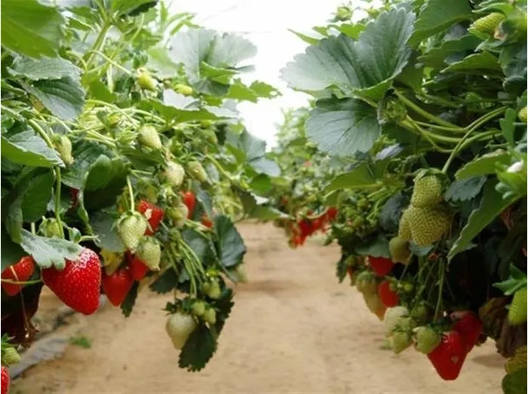 Coltivazione di fragole