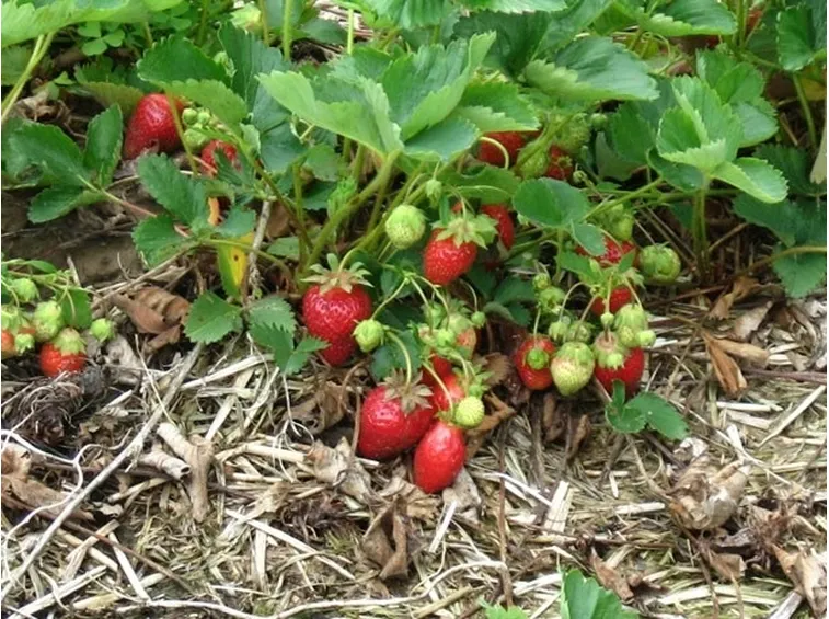 Pacciamatura piante di fragola