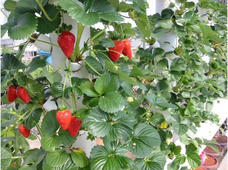 Fragole in coltura idroponica