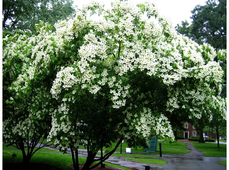 Corniolo fiore