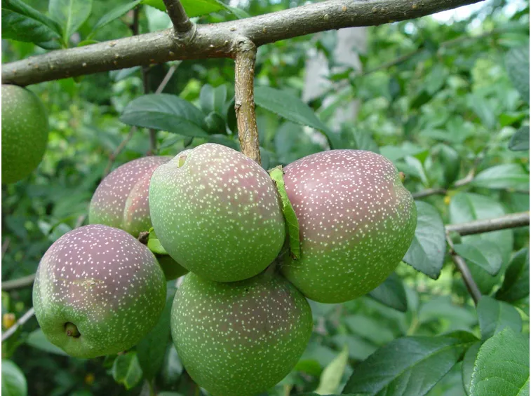 Varietà di cotogno