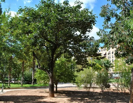 Un esemplare di Diospyros kaki