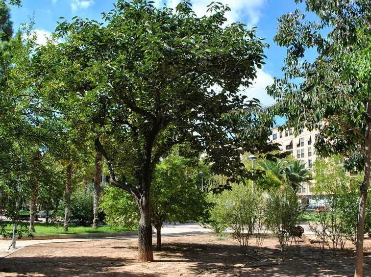 Un esemplare di Diospyros kaki