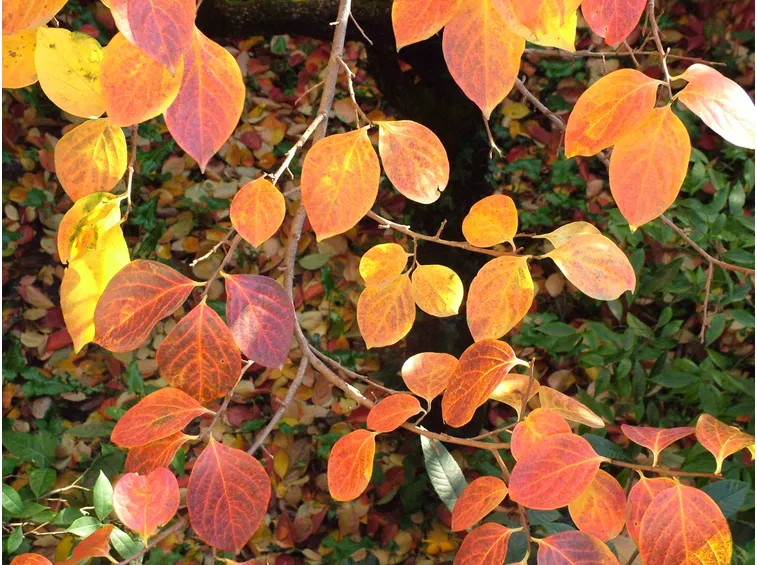 Le bellissime foglie rosse del kaki in autunno
